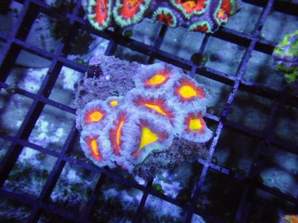 Aussie Acan