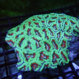 Aussie Acan