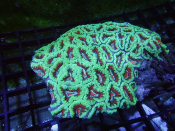 Aussie Acan