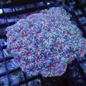 Aussie Acan