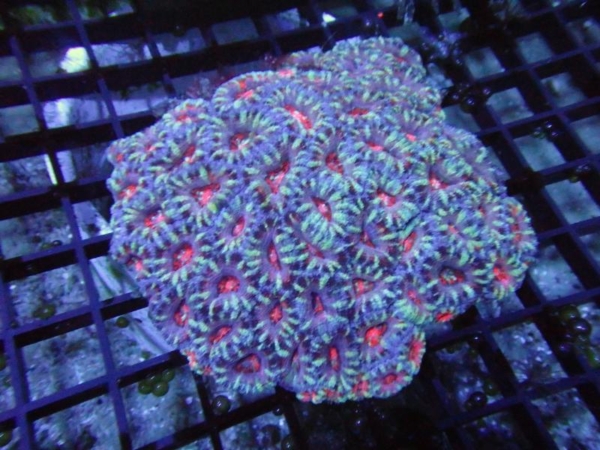 Aussie Acan