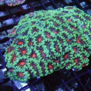 Aussie Acan