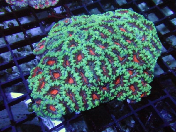 Aussie Acan