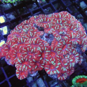 Aussie Acan