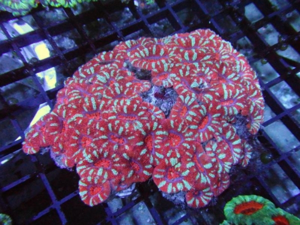 Aussie Acan
