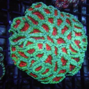 Aussie Acan