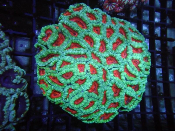 Aussie Acan