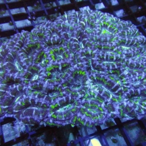 Aussie Acan