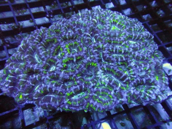 Aussie Acan