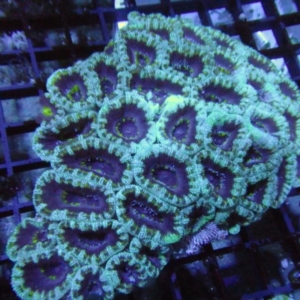 Aussie Acan
