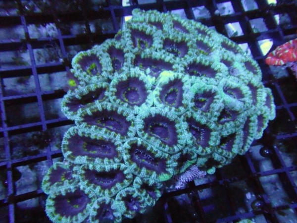 Aussie Acan