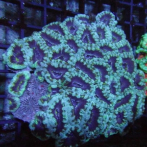 Aussie Acan