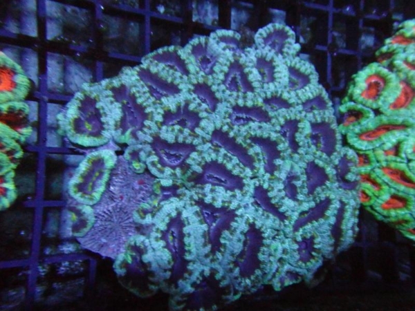 Aussie Acan