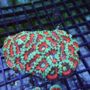 Aussie Acan