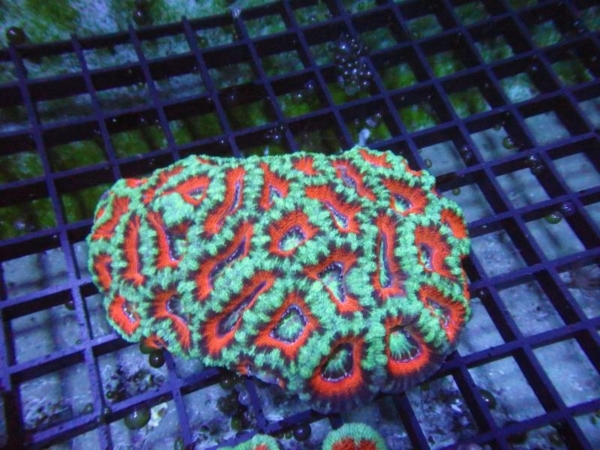 Aussie Acan