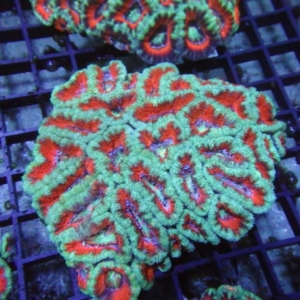 Aussie Acan