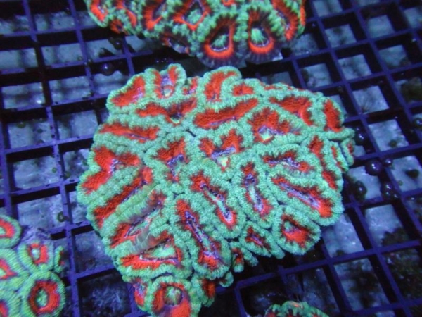 Aussie Acan