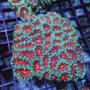 Aussie Acan