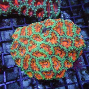 Aussie Acan