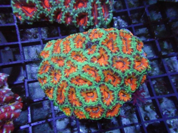 Aussie Acan