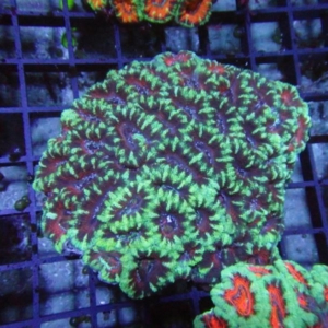 Aussie Acan