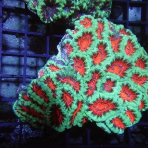 Aussie Acan