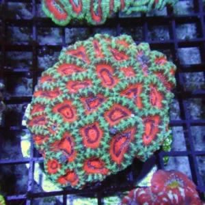 Aussie Acan