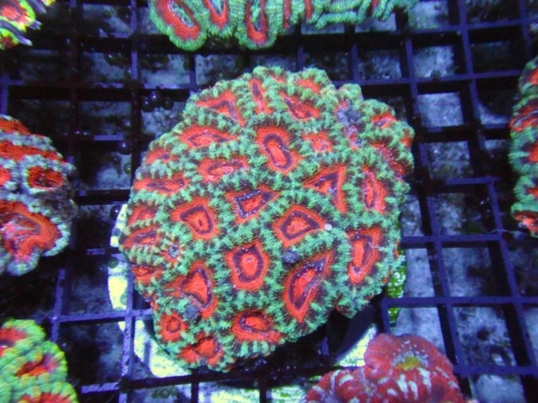 Aussie Acan