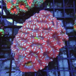 Aussie Acan