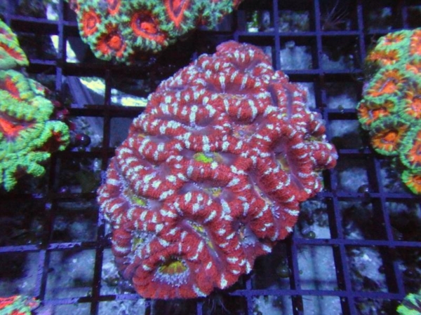 Aussie Acan