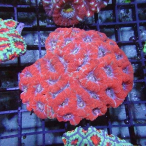 Aussie Acan