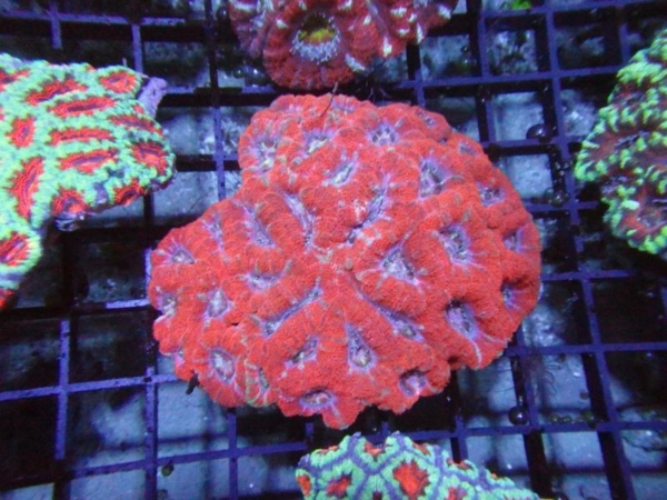 Aussie Acan