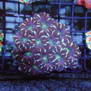 Aussie Acan