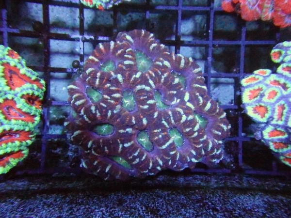 Aussie Acan