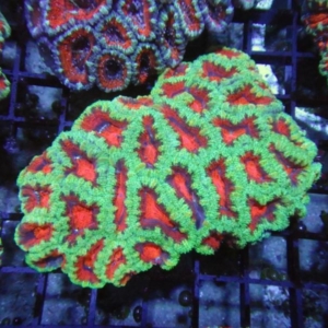 Aussie Acan