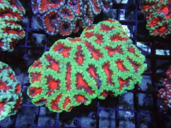 Aussie Acan