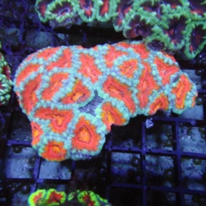 Aussie Acan