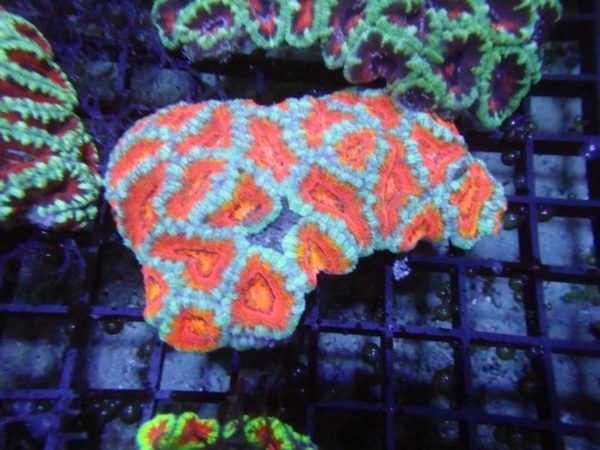 Aussie Acan
