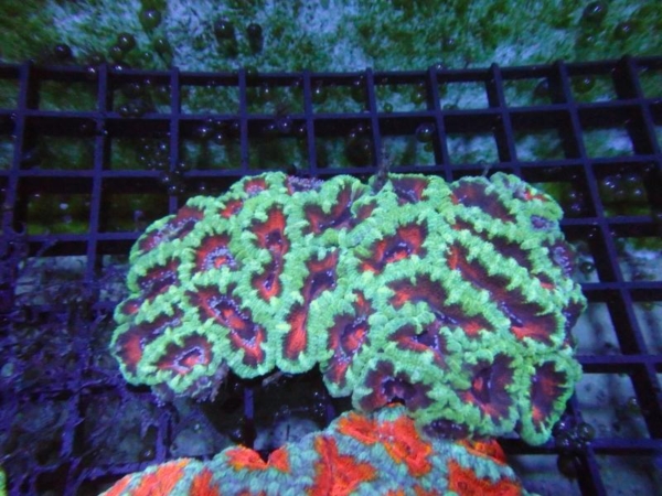 Aussie Acan