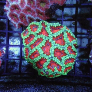 Aussie Acan