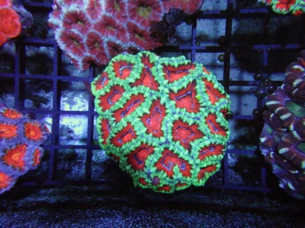 Aussie Acan