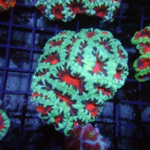 Aussie Acan
