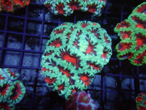 Aussie Acan