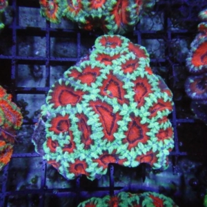 Aussie Acan