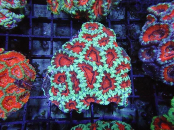 Aussie Acan