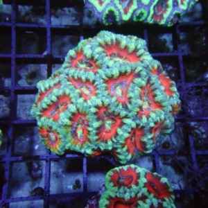 Aussie Acan