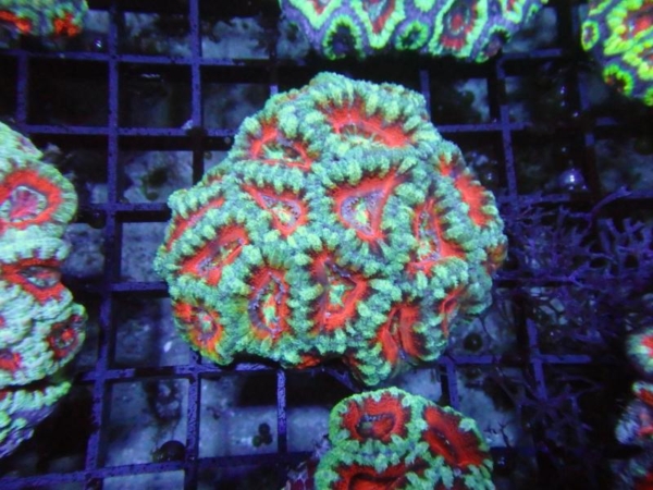 Aussie Acan