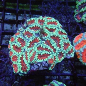 Aussie Acan