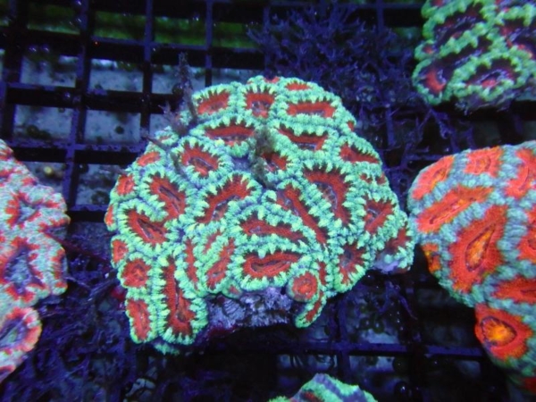 Aussie Acan