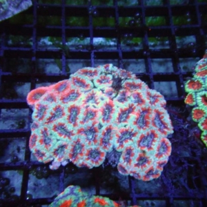Aussie Acan